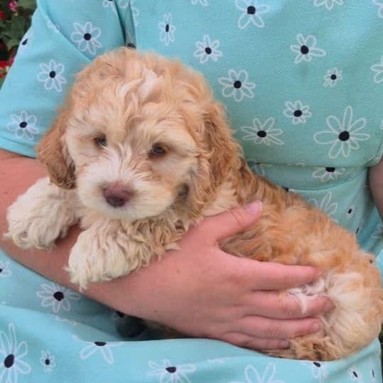 Ty - Cockapoo Male
