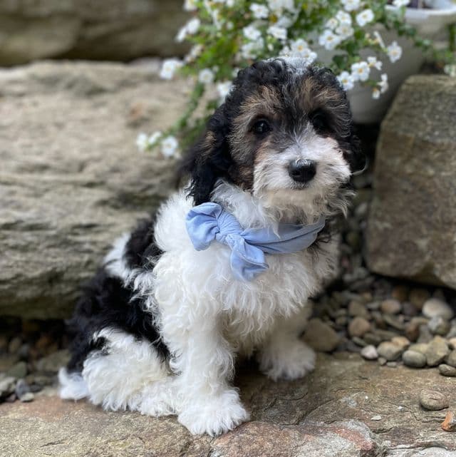 Tobias - Toy Poodle Male