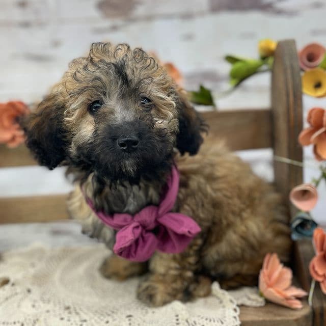 Tara - Toy Poodle Female