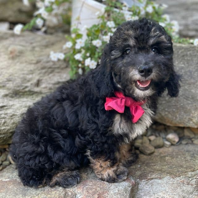 Tessa - Toy Poodle Female