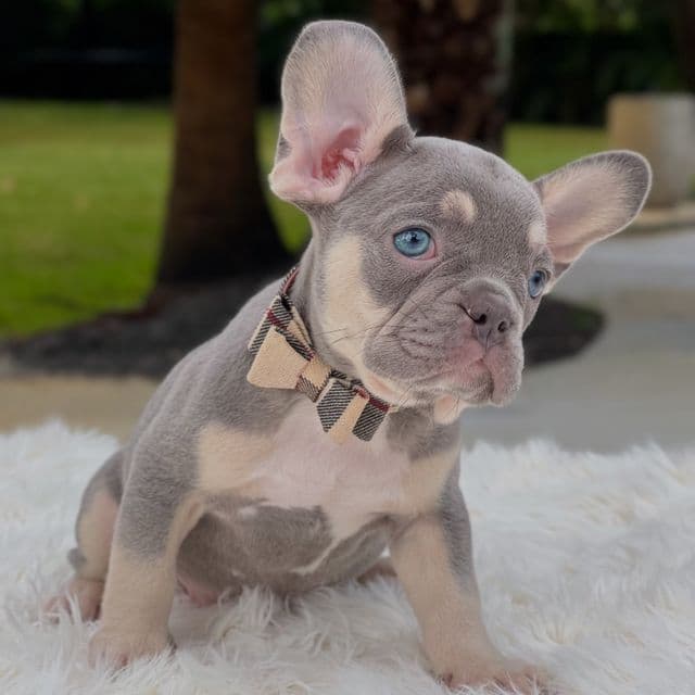 DALLAS - French Bulldog Male