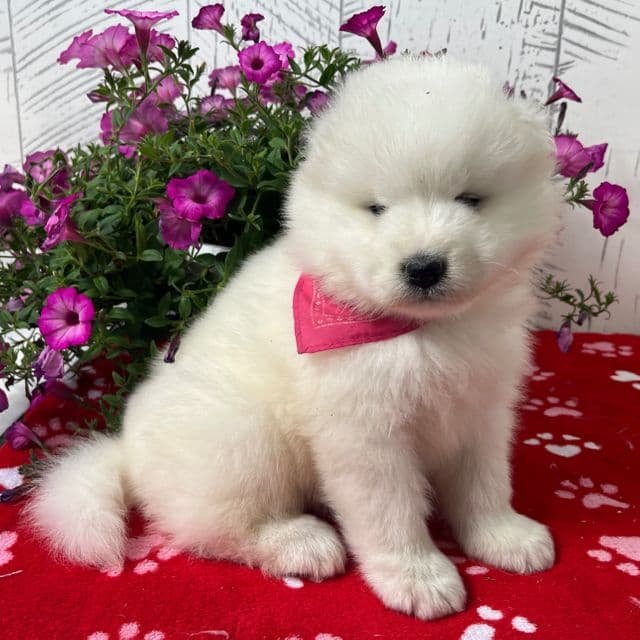 Georgia - Samoyed Female