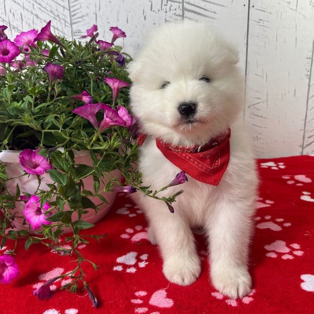CiCi - Samoyed Female