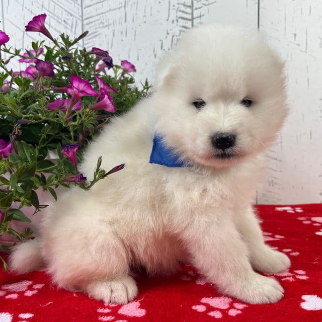 Reggie - Samoyed Male