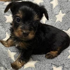 Alex - Yorkshire Terrier Male