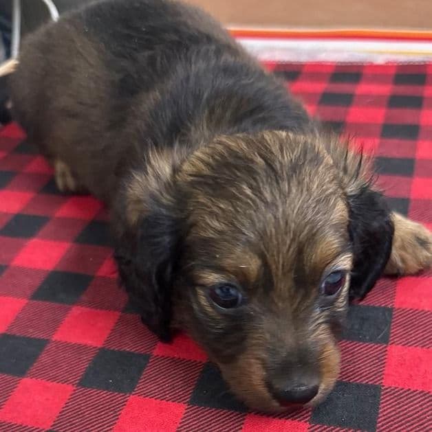 Sally - Dachshund Female