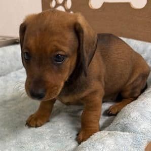 Desi - Dachshund Male