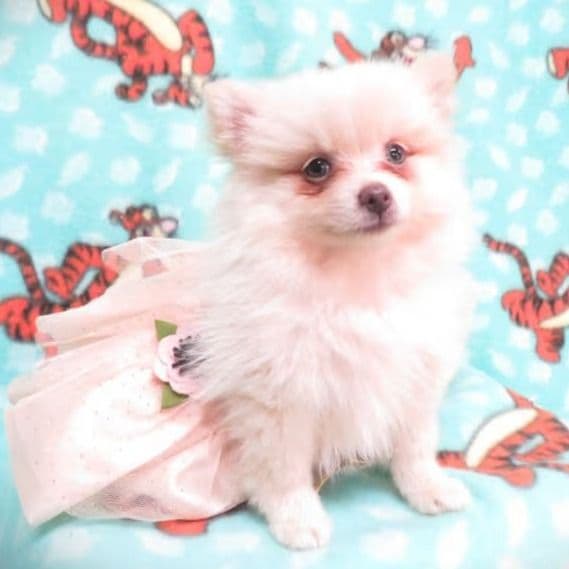 PRINCESS ELSA - Pomeranian Female
