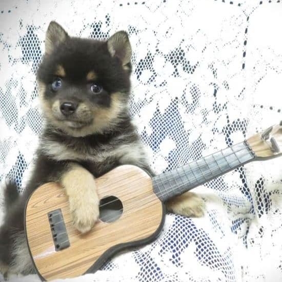 Princess Dazzle - Alaskan Klee Kai Female