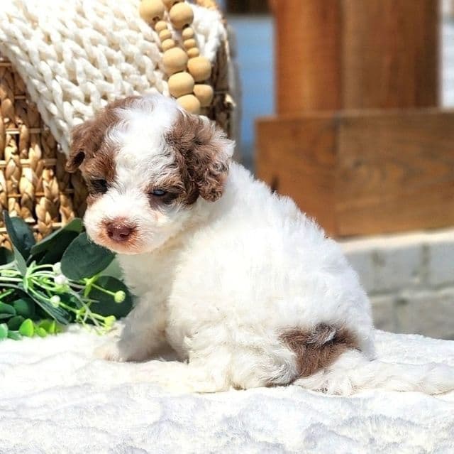 Timo - Havapoo Male