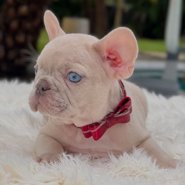 Dennis  - French Bulldog Male