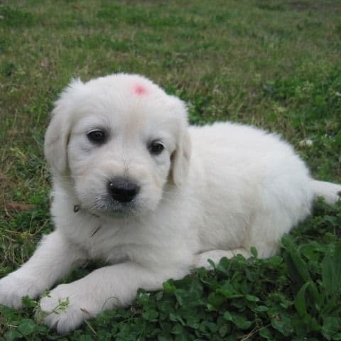 timo - Golden Retriever Male