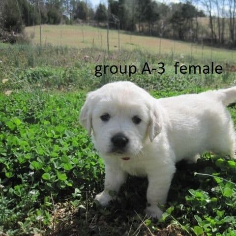 nana - Golden Retriever Female
