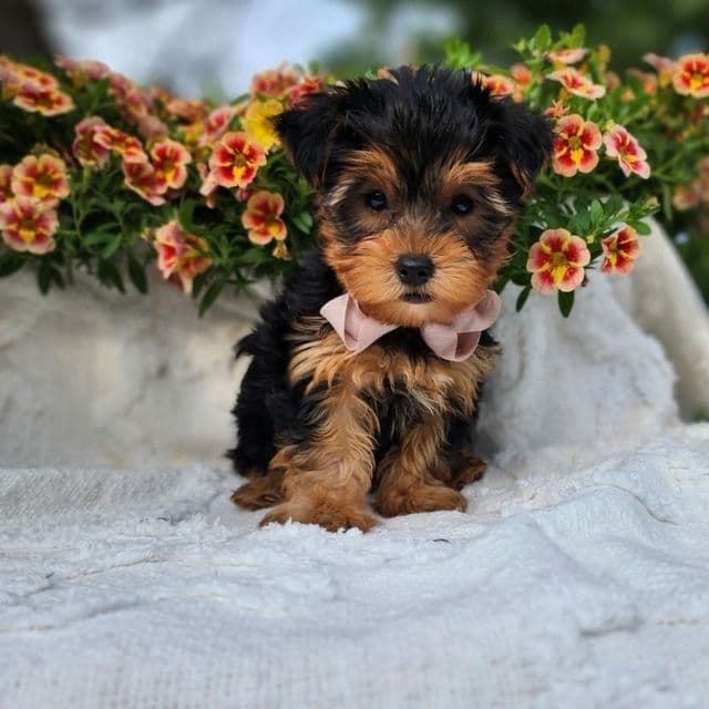 Bastian - Yorkshire Terrier Male