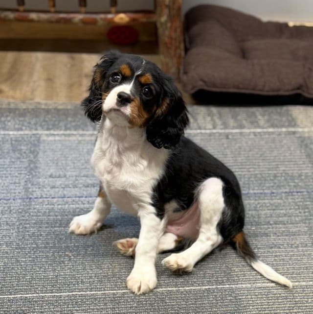 Simon - Cavalier King Charles Spaniel Male