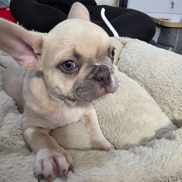 Darling - French Bulldog Female