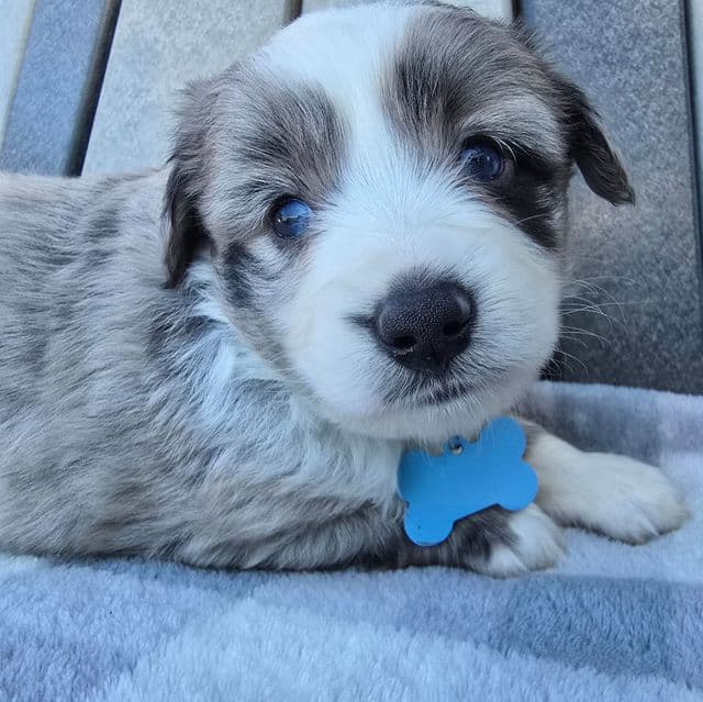 Charlie - Australian Shepherd Male