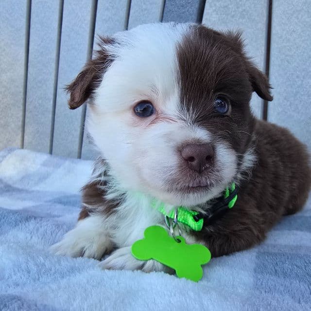 Chase - Australian Shepherd Male
