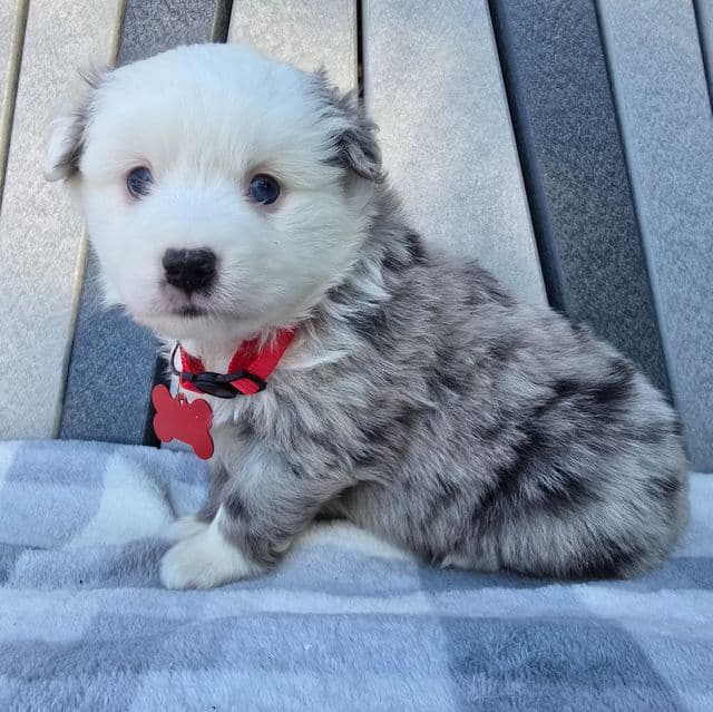 Cash - Australian Shepherd Male