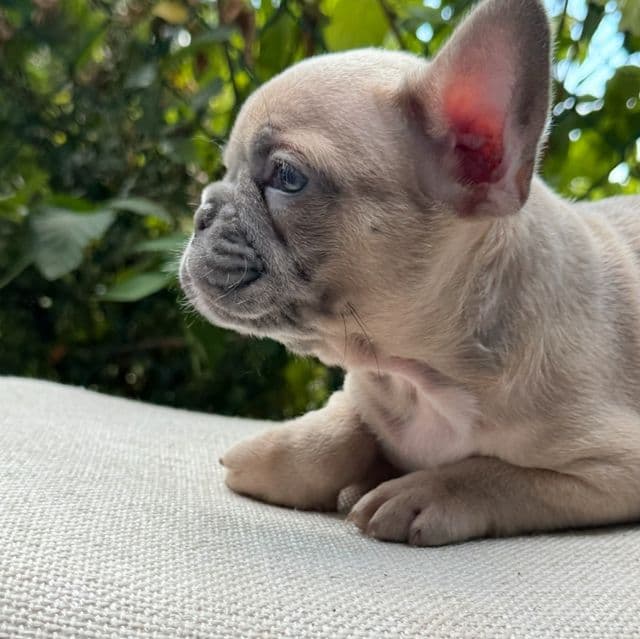Bear - French Bulldog Male