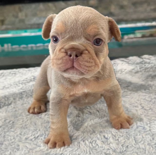 Dior - French Bulldog Female