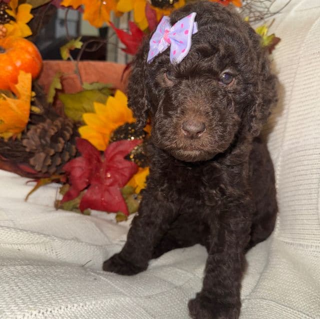 Abba - Labradoodle Female
