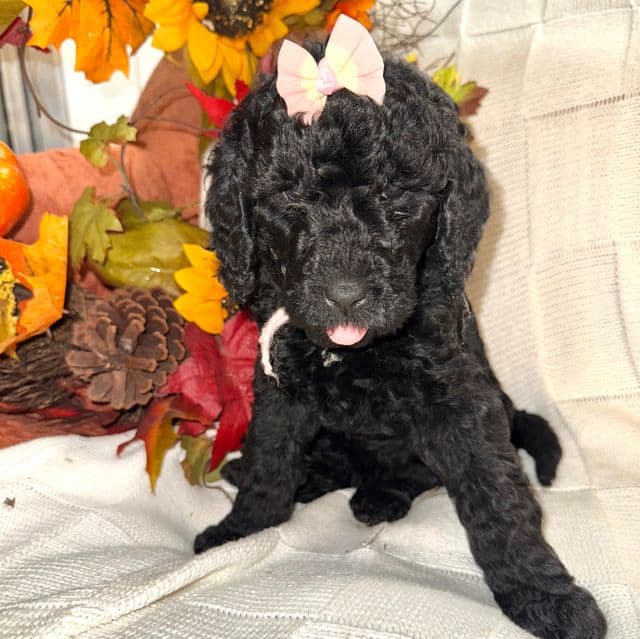 Steely - Labradoodle Female