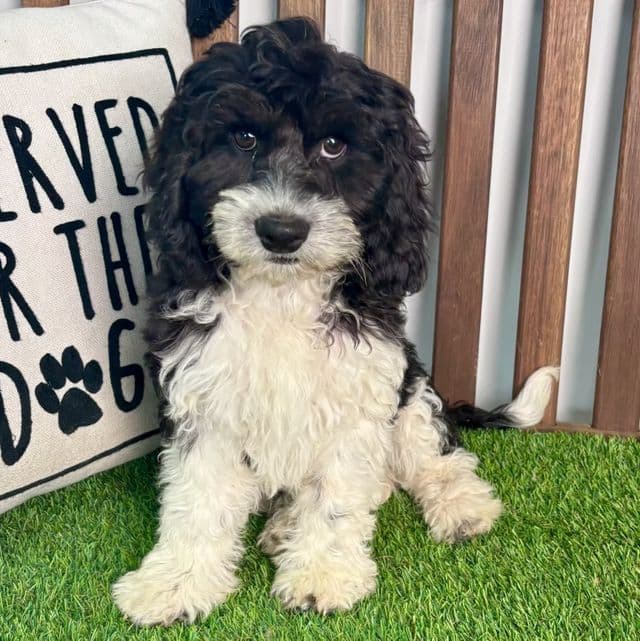 Case - Cavapoo Male
