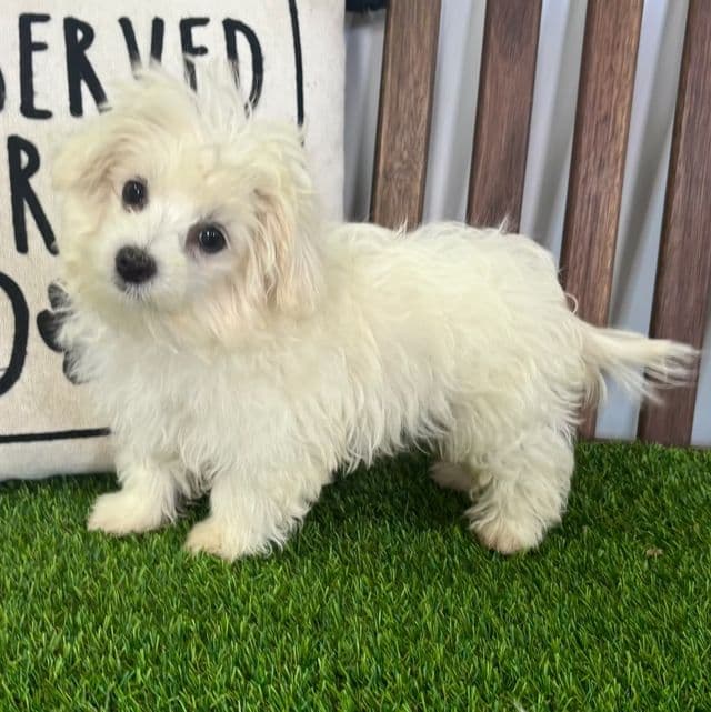 King - Maltese Male