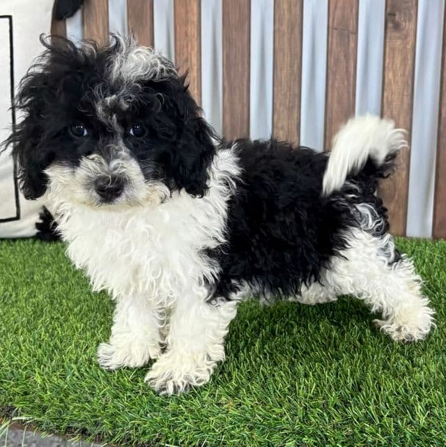 Maverick - Maltipoo Male