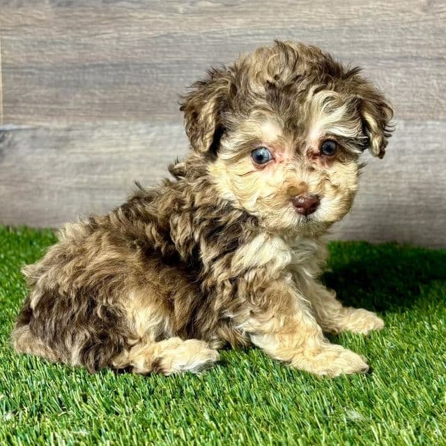 Pippin - Toy Poodle Male