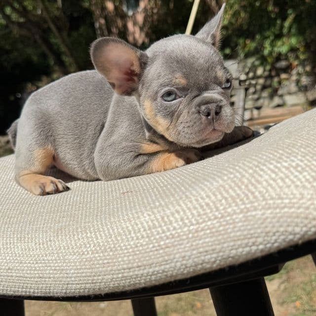 Teddy - French Bulldog Male