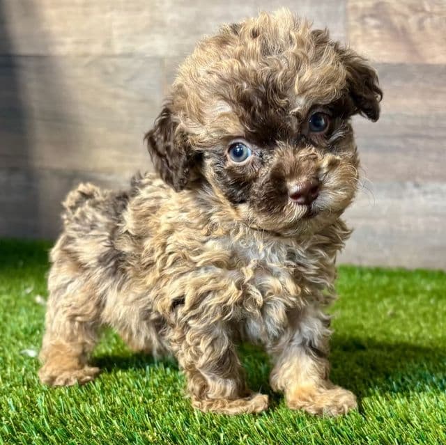 Percy - Toy Poodle Male