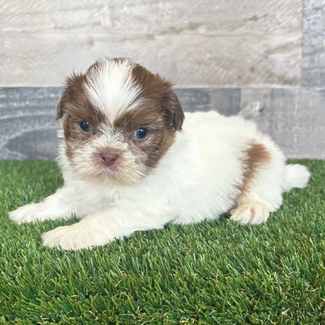 Sam - Shih Tzu Male