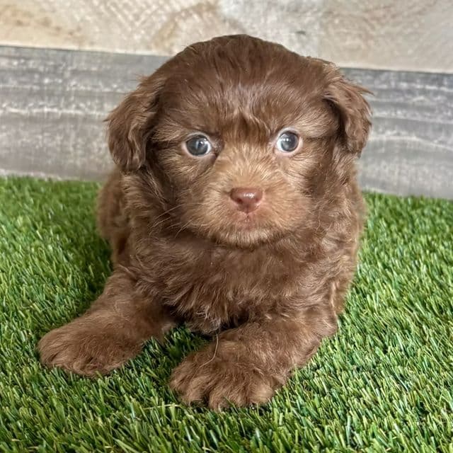 Finn - Shih-Poo Male