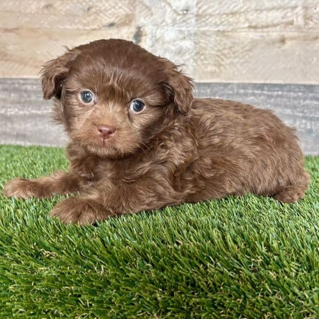 Finn - Shih-Poo Male