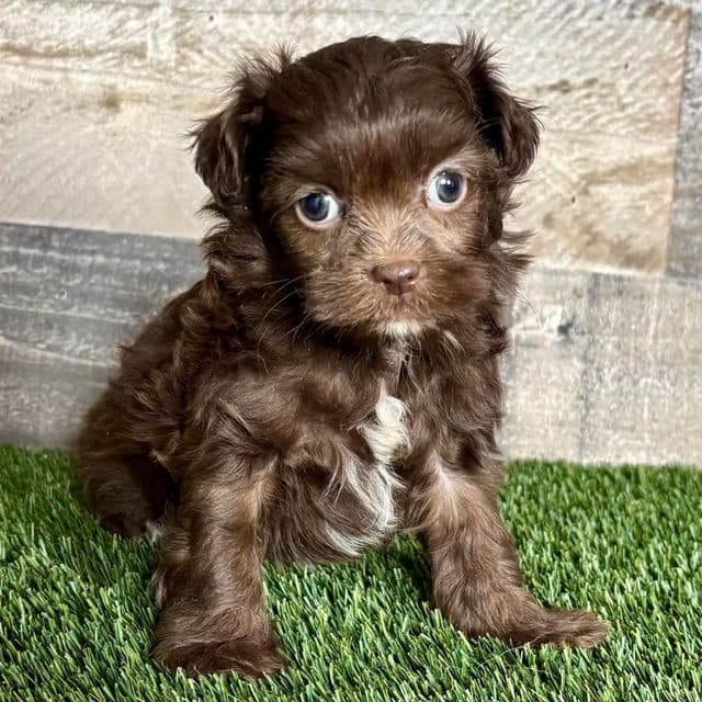 Flynn - Shih-Poo Male