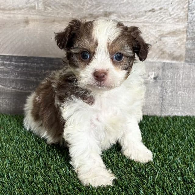 Fiji - Shih-Poo Female