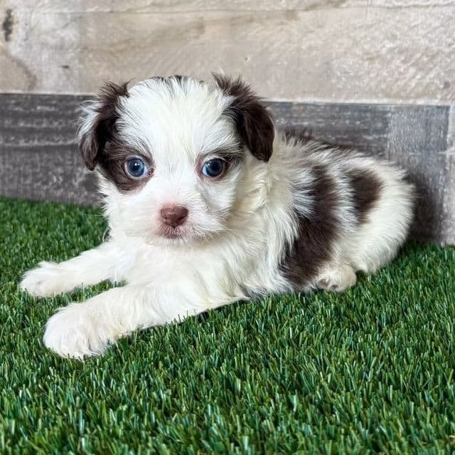 Floyd - Shih-Poo Male