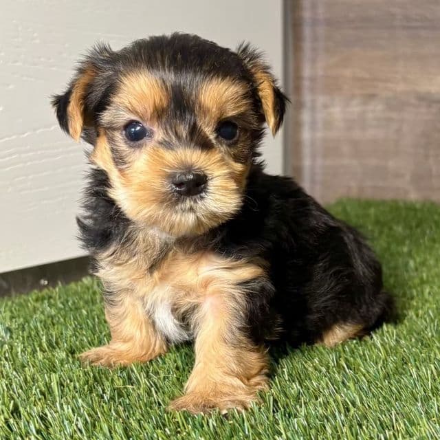 Yates - Yorkshire Terrier Male