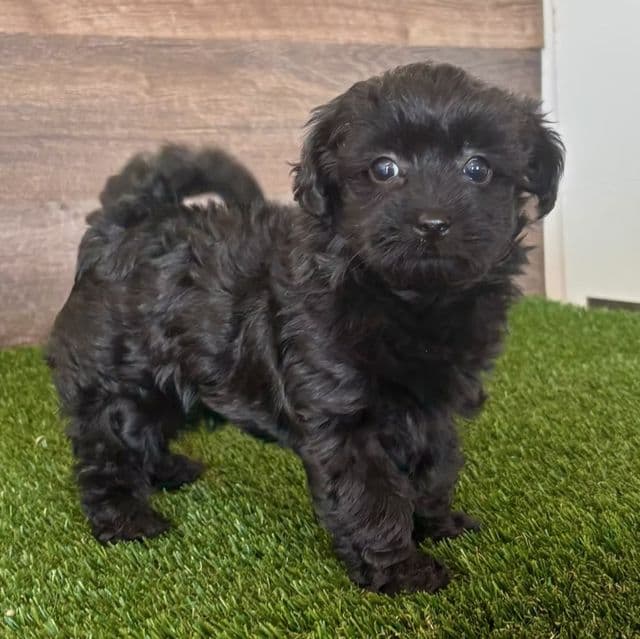 Yema - Yorkipoo Female