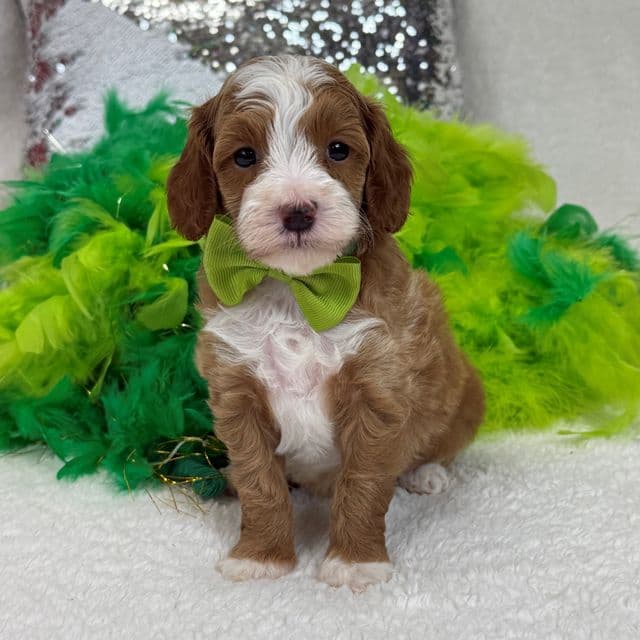 Molly's Green Boy - Maltipoo Male