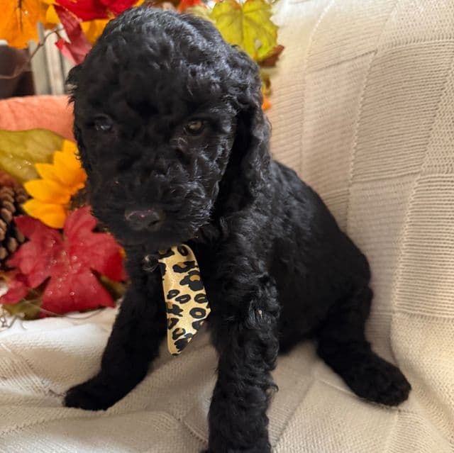 Zeppelin  - Labradoodle Male