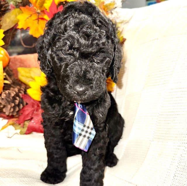 Stone - Labradoodle Male
