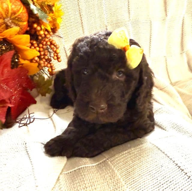 Carly - Labradoodle Male