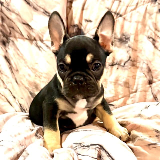 Annabeth - French Bulldog Female