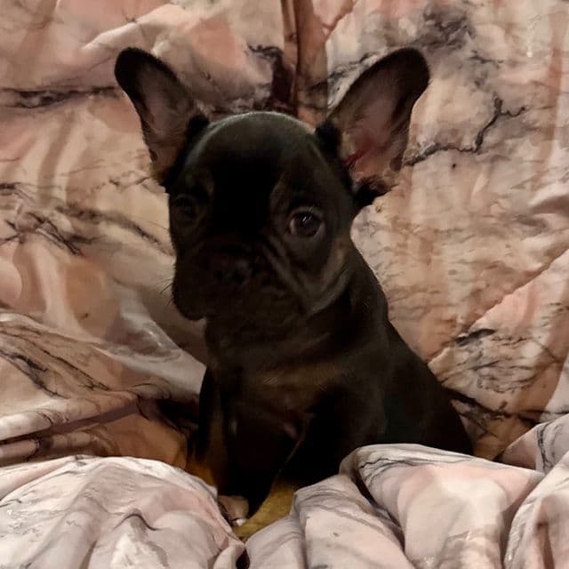 Clarice  - French Bulldog Female