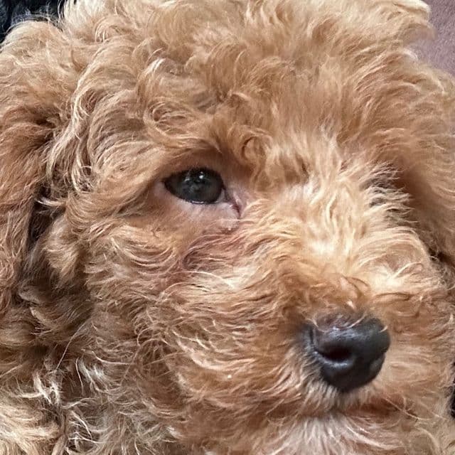 Max  - Toy Poodle Male