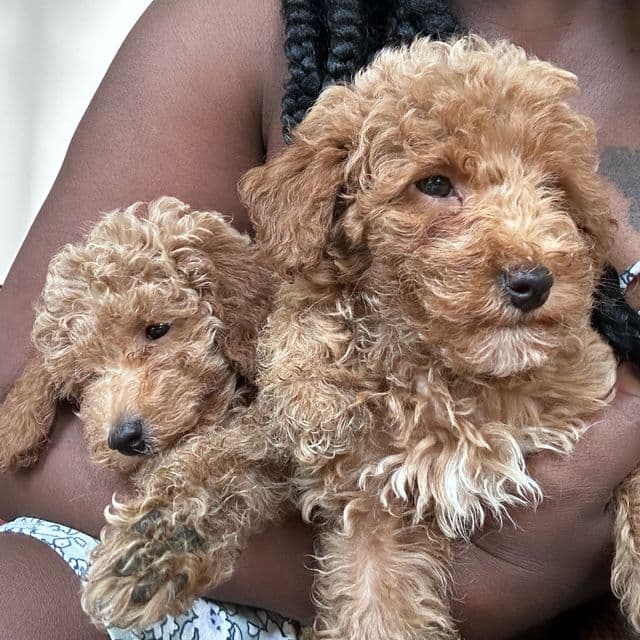 Max  - Toy Poodle Male