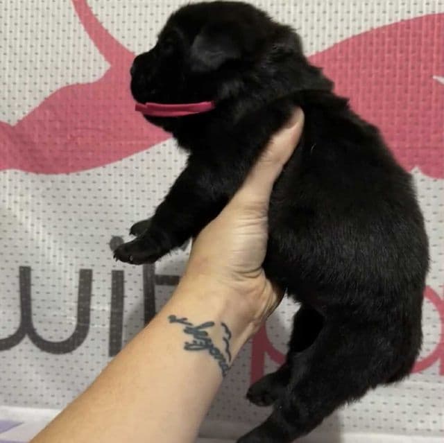 Pink Collar - Cane Corso Female
